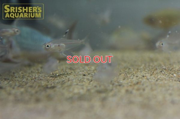 画像9: ハイフェソブリコン　コペランディ　"リオジャファリ"