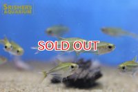 ヘテロカラックス　レプトグラムス　”リオジャファリ”