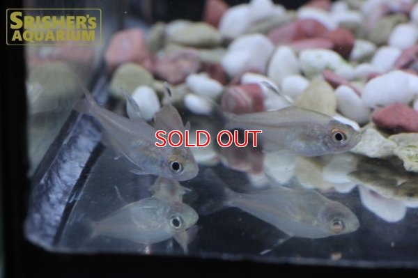 画像7: ハイフェソブリコン　コペランディ　"リオジャファリ"