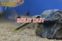 アピストグラマ　フラベリカウダ　アタバポ　ワイルド (ペア)