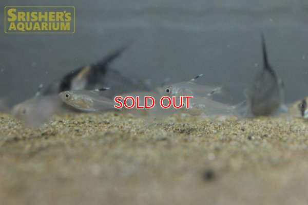 画像11: ハイフェソブリコン　コペランディ　"リオジャファリ"