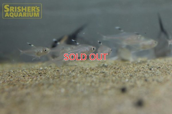 画像10: ハイフェソブリコン　コペランディ　"リオジャファリ"