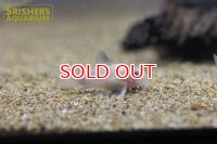 コリドラス　スケルトンパンダ　ブドウ目