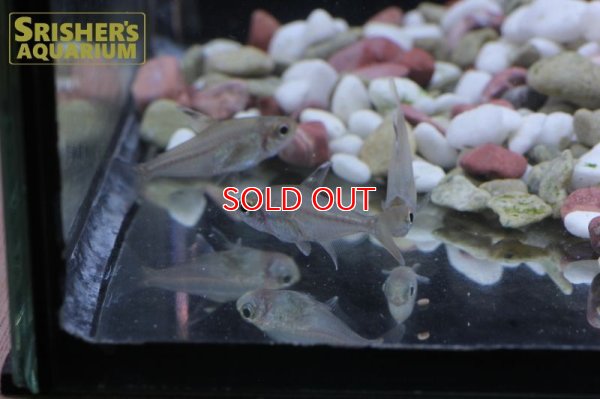 画像8: ハイフェソブリコン　コペランディ　"リオジャファリ"