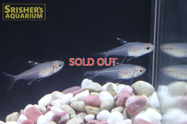 画像6: ハイフェソブリコン　コペランディ　"リオジャファリ"