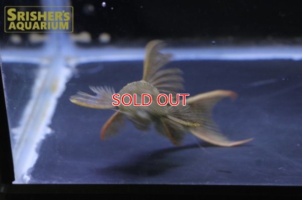 画像8: スーパースカーレットトリムプレコ　ツクルイ　