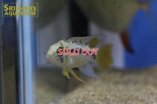 画像4: アピストグラマ ｓｐ.  ”リオカウラ” sv-50（ペア）n-06【２０１９年採集】【ベネズエラ】