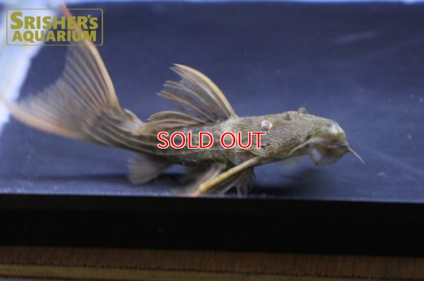 画像7: スーパースカーレットトリムプレコ　ツクルイ　