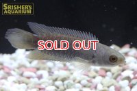 クテノポマ　ニグロパンサノム