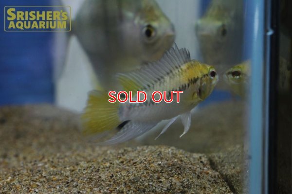 画像7: アピストグラマ ｓｐ.  ”リオカウラ” sv-50（ペア）n-02【２０１９年採集】【ベネズエラ】