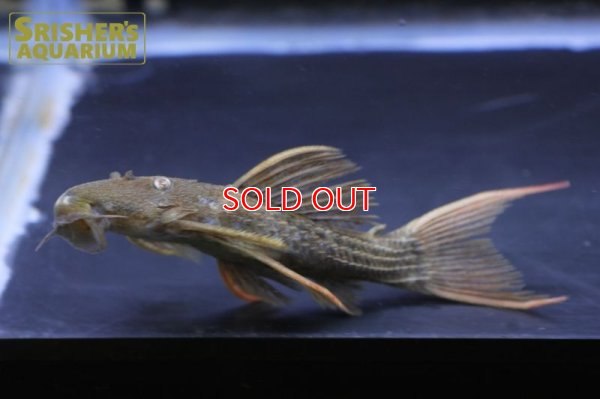 画像5: スーパースカーレットトリムプレコ　ツクルイ　