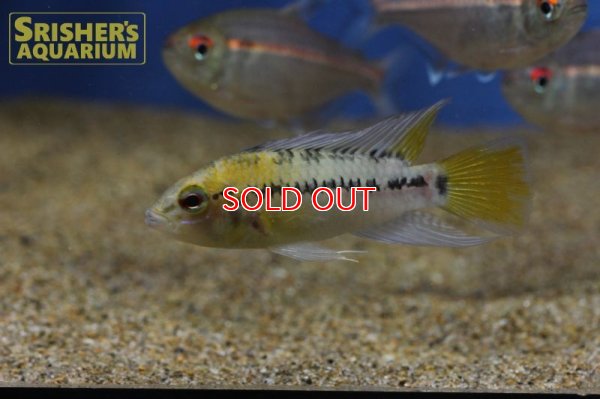 画像9: アピストグラマ ｓｐ.  ”リオカウラ” sv-50（ペア）n-02【２０１９年採集】【ベネズエラ】