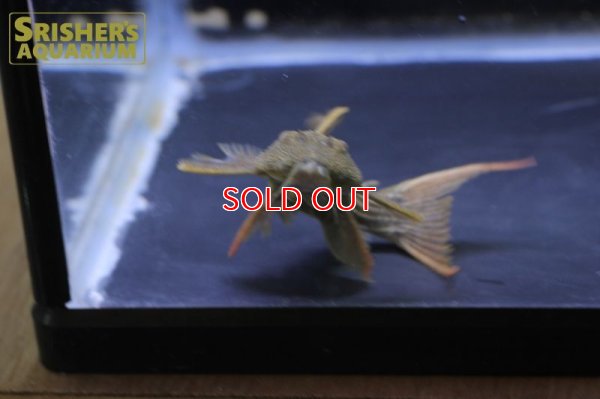 画像9: スーパースカーレットトリムプレコ　ツクルイ　