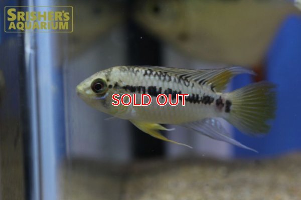 画像3: アピストグラマ ｓｐ.  ”リオカウラ” sv-50（ペア）n-06【２０１９年採集】【ベネズエラ】