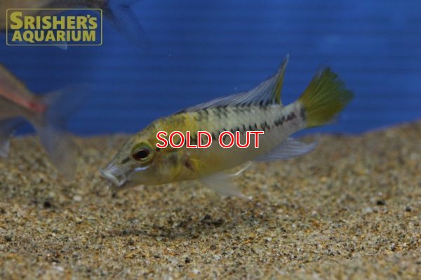 画像10: アピストグラマ ｓｐ.  ”リオカウラ” sv-50（ペア）n-02【２０１９年採集】【ベネズエラ】