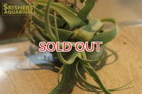 観葉植物　チランジア　ストレプトフィラ