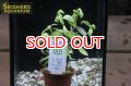 水草 ハイグロフィラ ロザエネルビス 　TR（１POT）