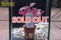 水草 アルテルナンテラ　レインキー班入り　TR（１POT）