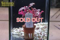 水草 アルテルナンテラ　レインキー班入り　TR（１POT）