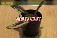 観葉植物　ミクロソリウム　スティーレイ　