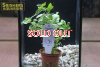 水草 ハイグロフィラ　ポリスペルマ　TR（１POT）