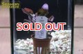 水草 ロベリア　カージナリス 　TR（１POT）