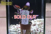 水草 ロベリア　カージナリス 　TR（１POT）