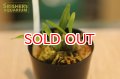 観葉植物　ディネマ　ポリブルボン