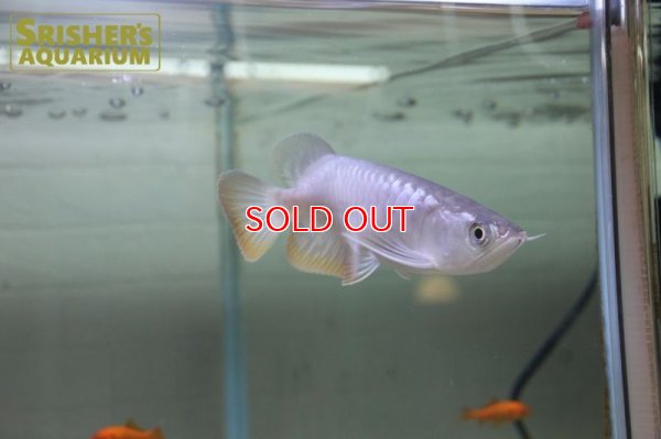 画像5: 過背金龍　マレーシアゴールデンアロワナ　シャンレン　アジアアロワナ　※発送不可　店頭販売のみ