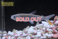 アレステス　バレモーゼ