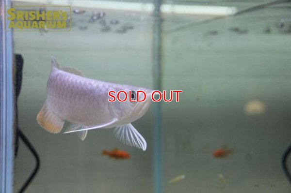 画像4: 過背金龍　マレーシアゴールデンアロワナ　シャンレン　アジアアロワナ　※発送不可　店頭販売のみ