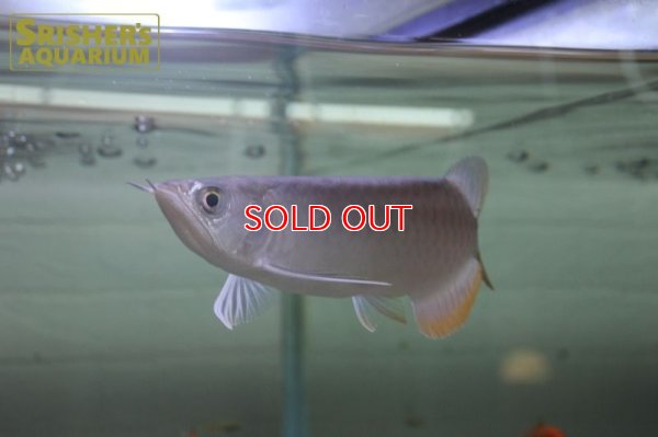 画像9: 過背金龍　マレーシアゴールデンアロワナ　シャンレン　アジアアロワナ　※発送不可　店頭販売のみ