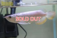 過背金龍　マレーシアゴールデンアロワナ　シャンレン　アジアアロワナ　※発送不可　店頭販売のみ