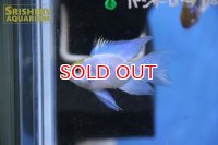 バルーンエレクトリックブルーラミレジ（L)