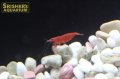 スーパーレッドチェリーシュリンプ