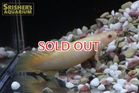 ポリプテルス　セネガルス　アルビノ　ショートボディ