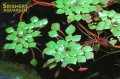 水草 ルドウィジア　セディオイデス　ウキバルド　１本