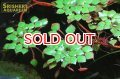 水草 ルドウィジア　セディオイデス　ウキバルド　１本
