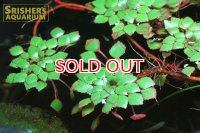 水草 ルドウィジア　セディオイデス　ウキバルド　１本