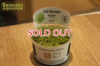 水草 グラティオラ　ヴィスキデューラ１－２Ｇ