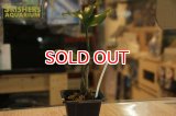観葉植物　オエセオクラデス　ウガンダエ