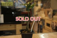 観葉植物　オエセオクラデス　ウガンダエ