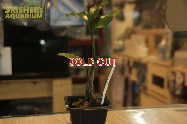画像1: 観葉植物　オエセオクラデス　ウガンダエ