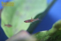 ボララス ブリジッタエ