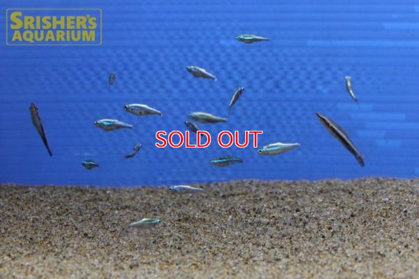 画像8: プラチナグリーンネオンテトラ