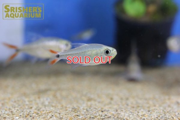 画像8: レッドテールダイヤモンドアスティアナックス　