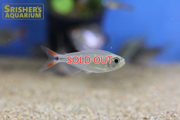 画像11: レッドテールダイヤモンドアスティアナックス　