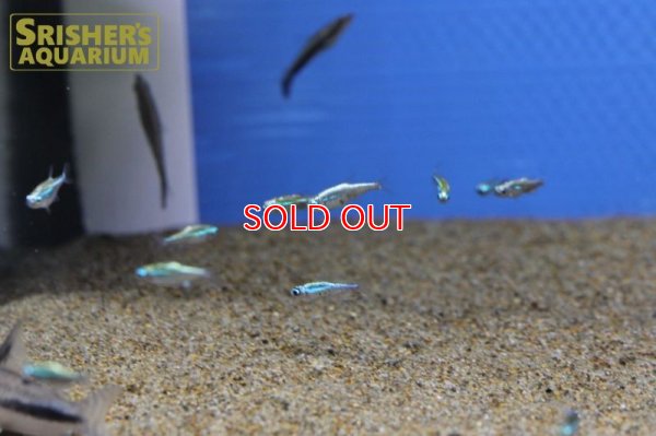 画像7: プラチナグリーンネオンテトラ