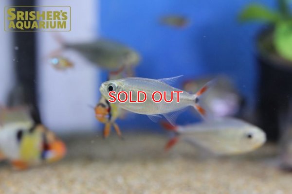 画像9: レッドテールダイヤモンドアスティアナックス　