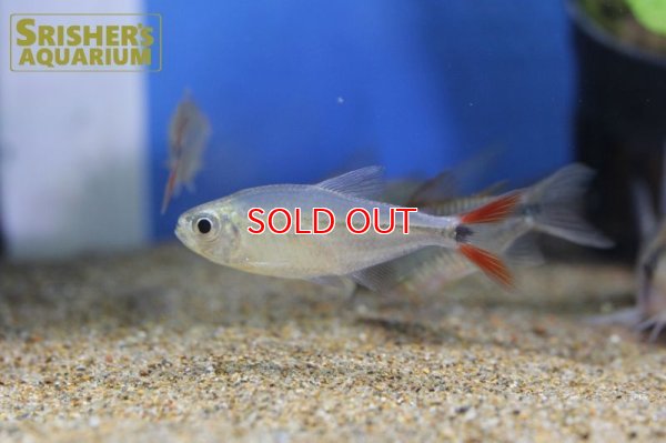 画像10: レッドテールダイヤモンドアスティアナックス　